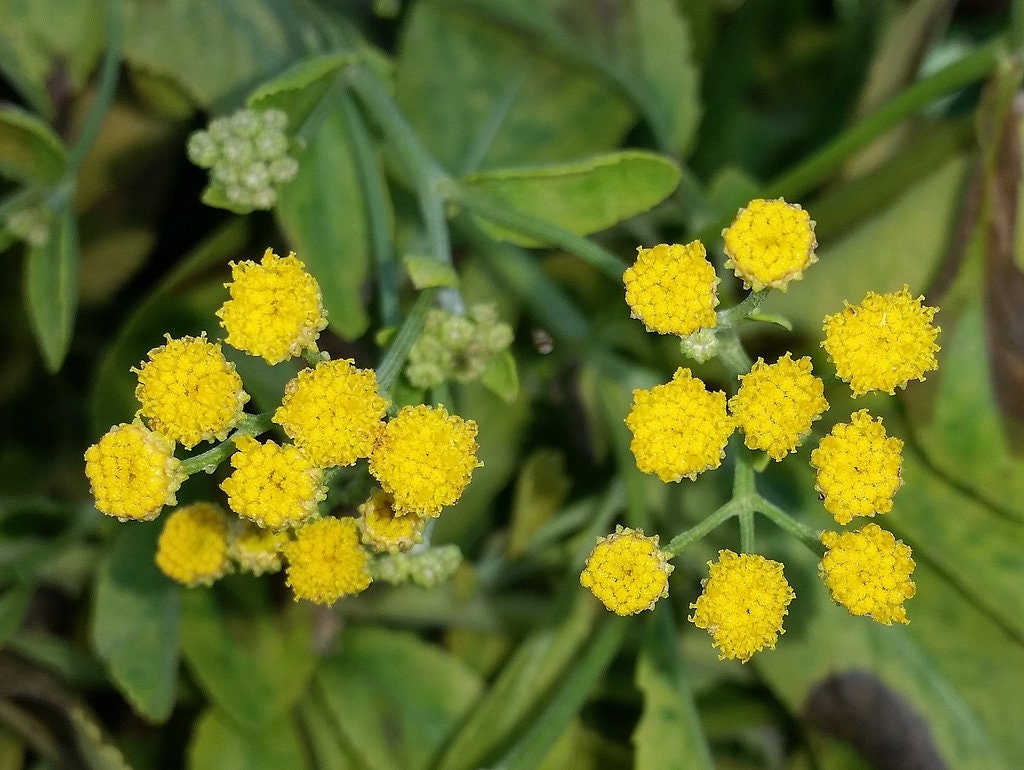 Plant de Menthe Coq, | Tanacetum Balsamita