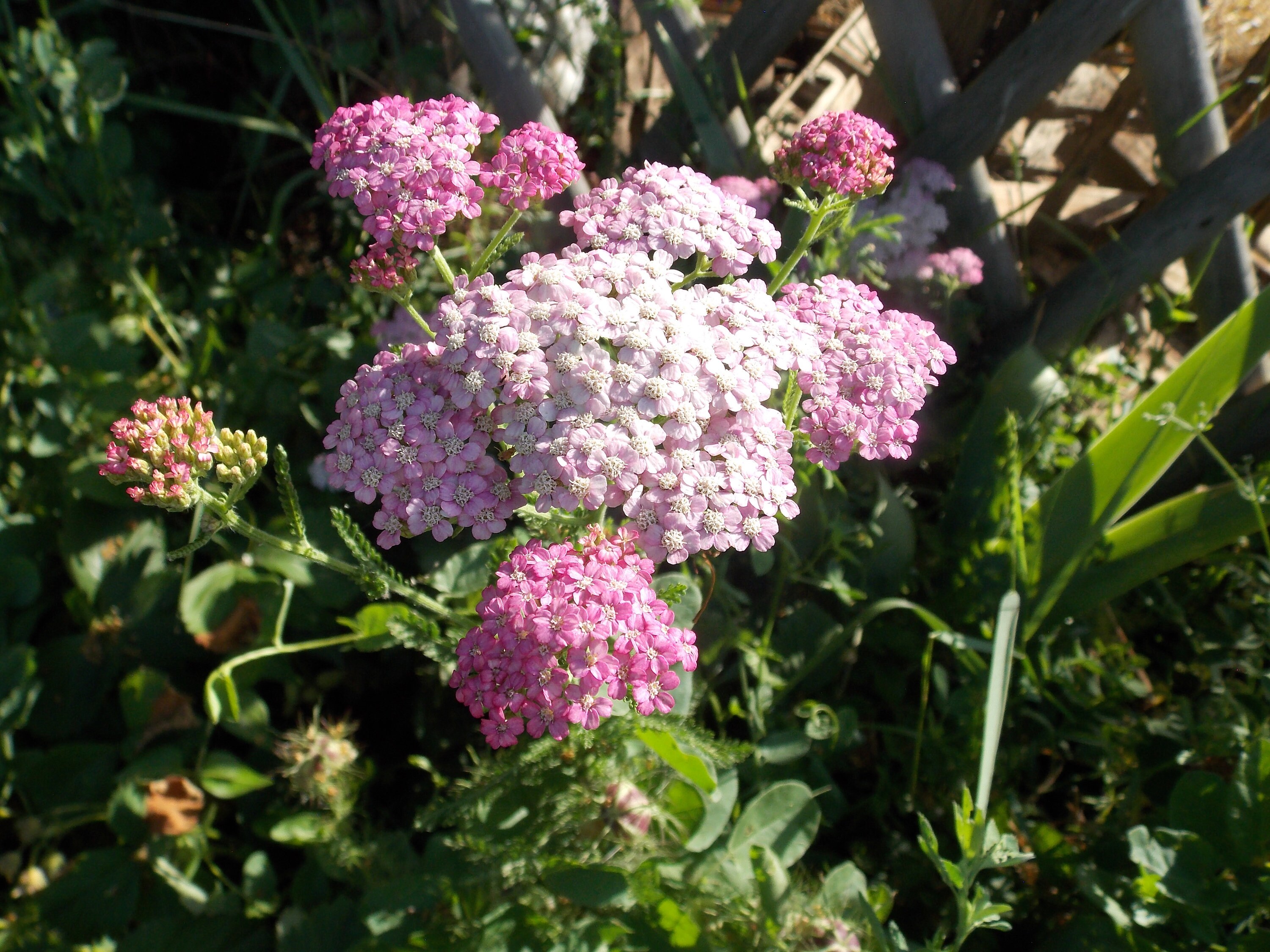 Plant d'achillée Rose, Achillea