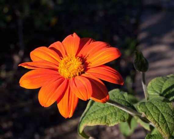 40 Graines de Tournesol Du Mexique, Tithonia