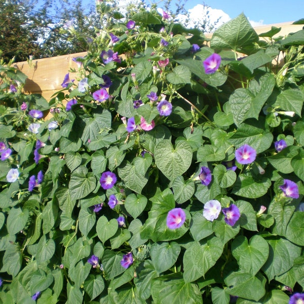 60 graines d'ipomée morning glory en mélange, ipomea purpurea, volubilis, liseron bleu