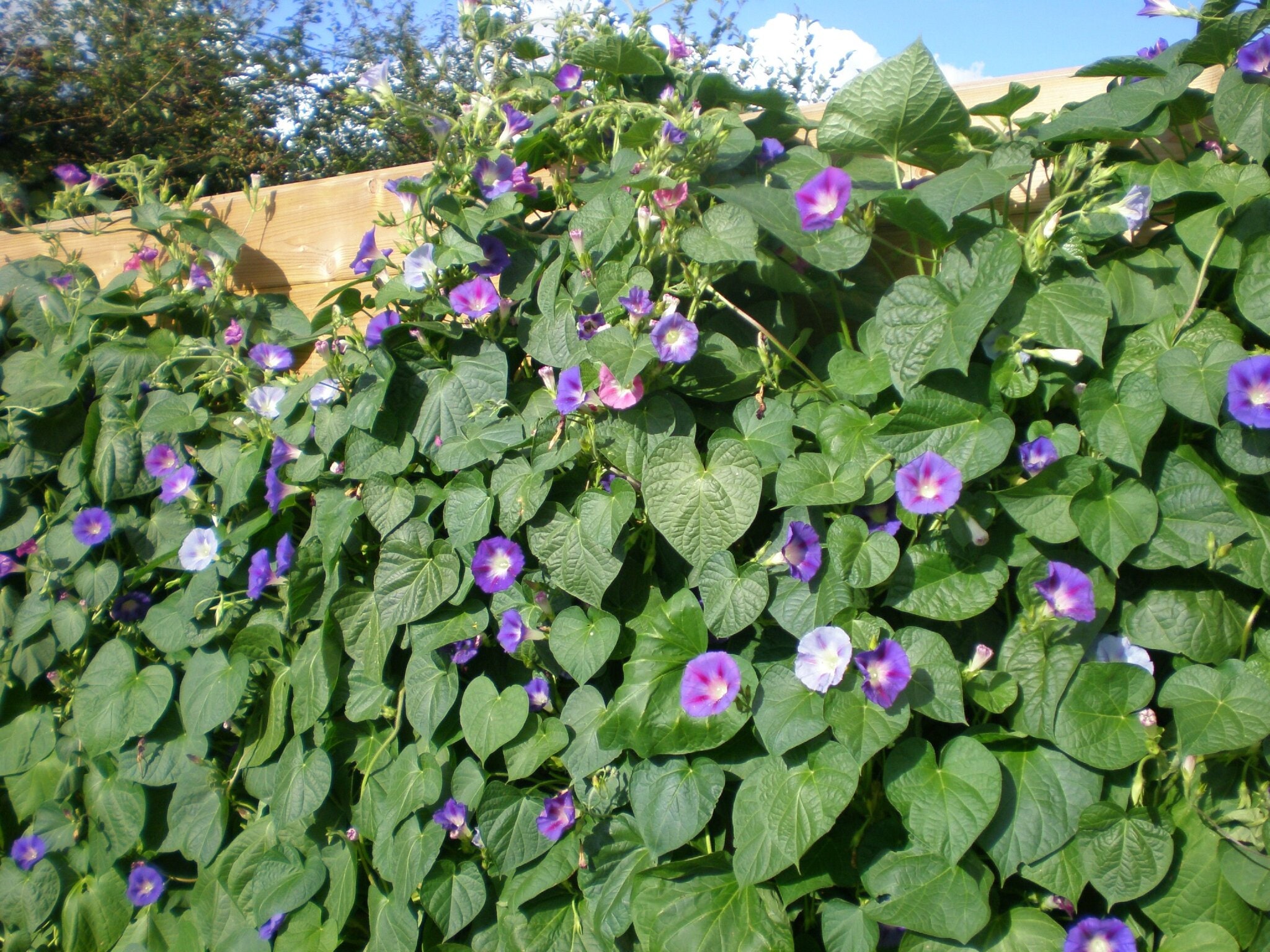 60 Graines d'ipomée Morning Glory en Mélange, Ipomea Purpurea, Volubilis, Liseron Bleu