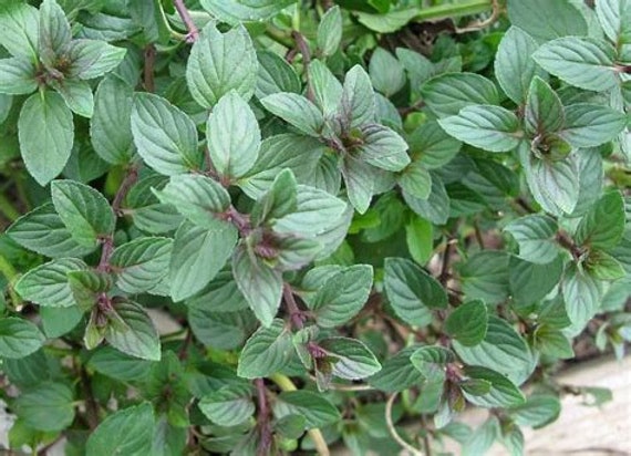 Plant de Menthe Chocolat, Mentha X Piperita Citrata Chocolate