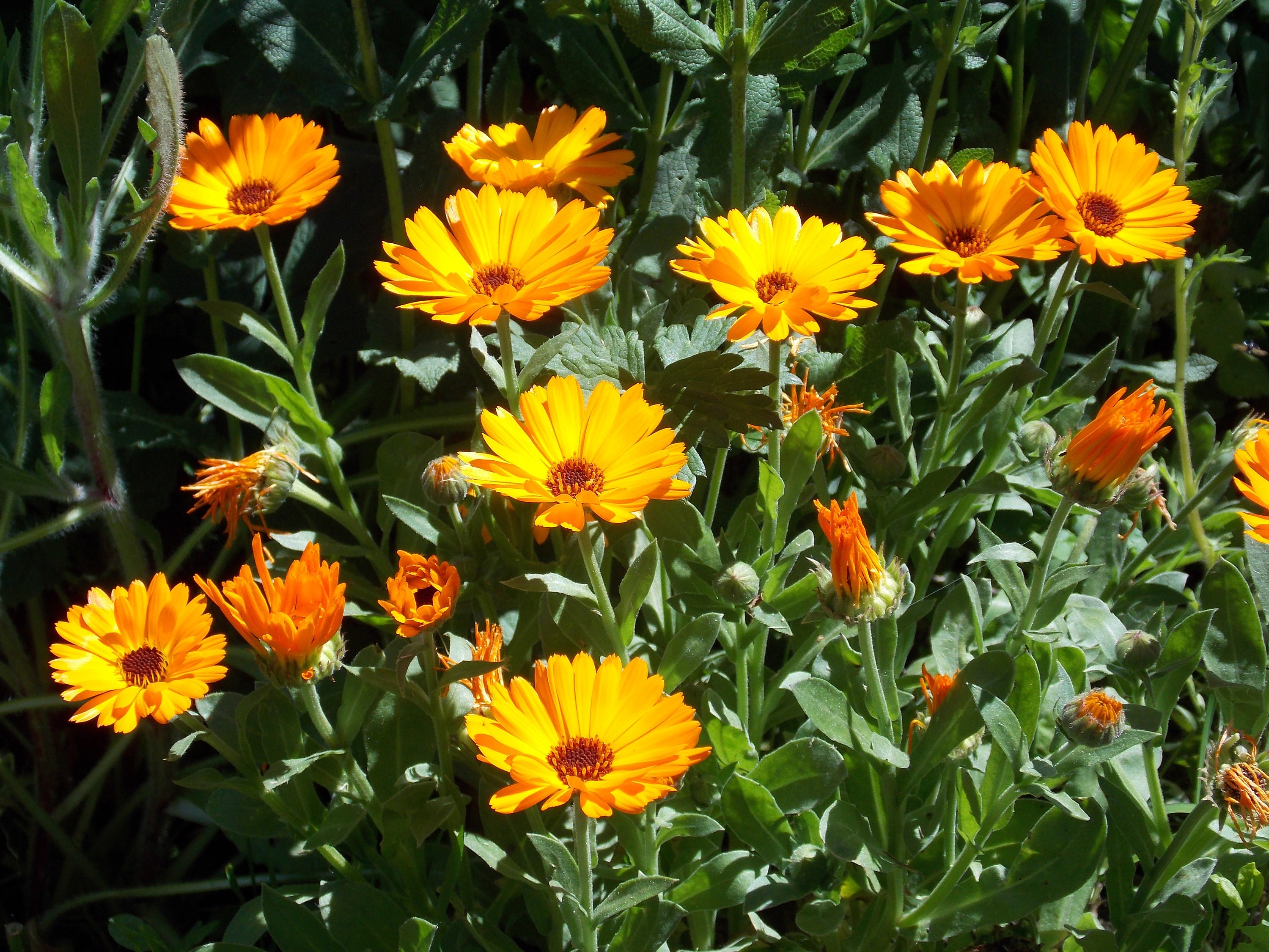 100 Graines de Soucis, Calendula Officinalis en Mélange