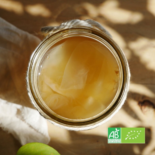 Cultivo de Kombucha ORGÁNICA para bebida espumosa fermentada casera