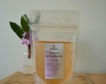 Cultivo orgánico de kombucha para bebida espumosa fermentada casera