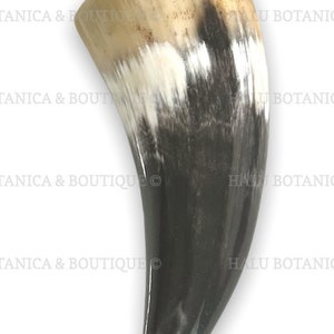 Tarro de Ogue/ Bull Horn/ Shango Santeria