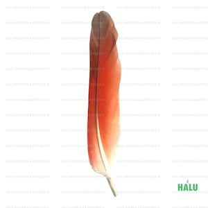 May include: A single, vibrant feather with a gradient of colors. The top is a dark brown, transitioning to a bright red-orange in the center, and fading to white at the base. The feather is likely from a bird and is a natural decorative item.