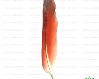 Pluma de Loro/ Santeria/ Elegua