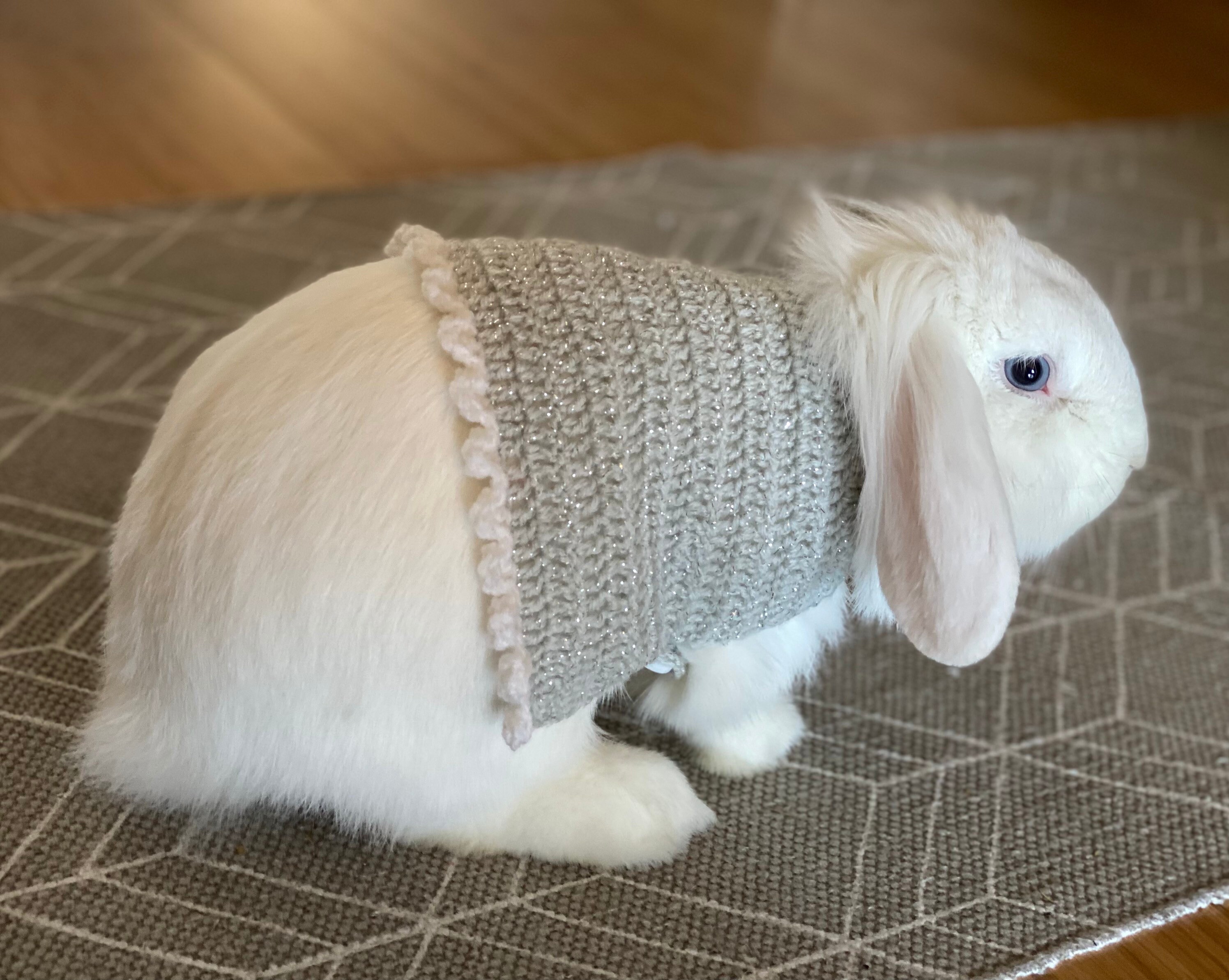 pet rabbit sweater