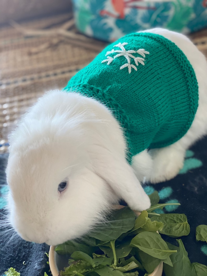 pet rabbit sweater