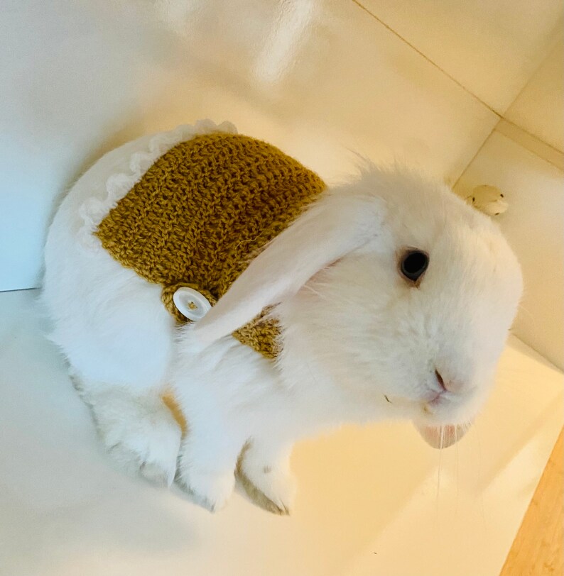 pet rabbit sweater