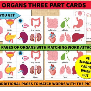Anatomie humaine, organe, carte, inspiration Montessori, interactive, éducative, imprimable, préscolaire, maternelle, primaire, nomenclature