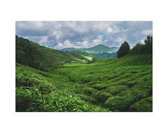 Tea Plantation And Mountain Landscape On Canvas Wall Art Print. Nature Of Tea Field On The Mountain For Home Decor And Office.