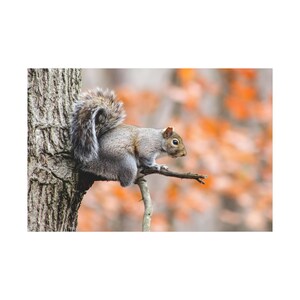 Grey Squirrel Sitting On The Tree On Canvas Wall Art Print. Cute Small Animal On Autum Forest For Home Decor And Office. Ready To Hang.