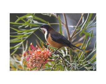 Beuatiful Bird On Red Flower On The Tree On Canvas Wall Art Print. An Animal Bird Is Looking For Honey On Flower Petals For Home Decor.