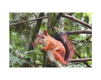 Cute A Red Squirrel Sit On Tree On Classic Canvas Wall Art Print. Little Cute Animal On Pine Tree For Home Decor And Office. ReadyTo hang.