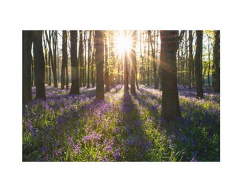 Sunrise On Purple Flower Field On The Forest On Canvas Wall Art Print. Beautiful Sunset On Flower Garden For Home Decor. Ready To Hang.