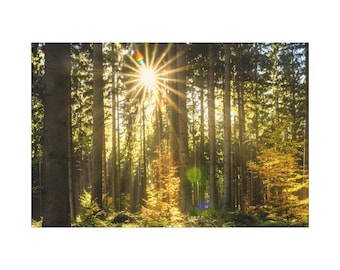 Sunrise At The Morning On The Forest On Canvas Wall Art Print. Sunlight Among Trees On The Deep Forest For Home Decor And Office.