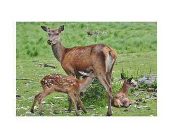 Deer Family Sitting And Standing On the Grass On Canvas Wall Art Print. Animal Family On The Grass For home Decor And Office. Ready To hang