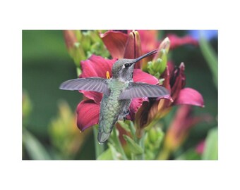 A Green Colibri Bird Fly On The Flowers On Canvas Wall Art Print. Beautiful Animal For Home Decor And Office. Ready To Hang.