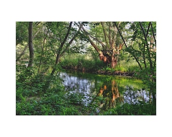 Trees And Shrubs By The River On The Forest On Canvas Wall Art Print. Small River On The Deep Forest For Home Decor & Office. Reay To Hang.