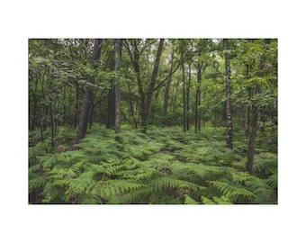 Deep Tropical Forest With Ferns On The Ground On Canvas Wall Art Print. Wall Hanging Of Canvas Art Print For Home Decor And Office.
