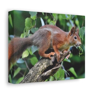 Brown Squirrel On A Tree Branch On Canvas Wall Art Print. A Cute Animal For Home Decor And Office. Ready To Hang.