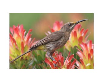 Sugarbird On Red Flowers On Canvas Wall Art Print. Colibri Bird Animal On The Flower Field For Home Decor And Office. Reafy To Hang
