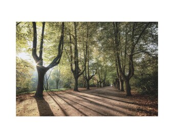 Sunlit Tree Lined Path Matte Canvas. View of Sunrise or Sunlight Among Trees On the Forest on Canvas Wall Art Print For Home Decor