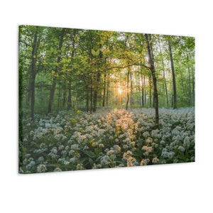 Sunset or Sunrise On White Flower Field On The Forest On Canvas Wall Art Print. Beautiful Flower Garden For Home Decor. Ready To Hang.