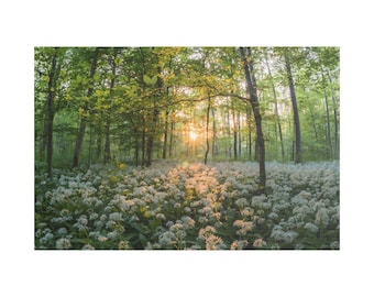 Tramonto o alba su un campo di fiori bianchi nella foresta, stampa artistica su tela. Bellissimo giardino fiorito per l'arredamento della casa. Pronto da appendere.