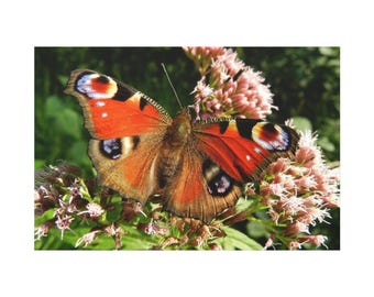 Beautiful Butterfly On The Flower On Canvas Wall Art Print. Red Insect Animal For Home Decor And Office. Ready To Hang