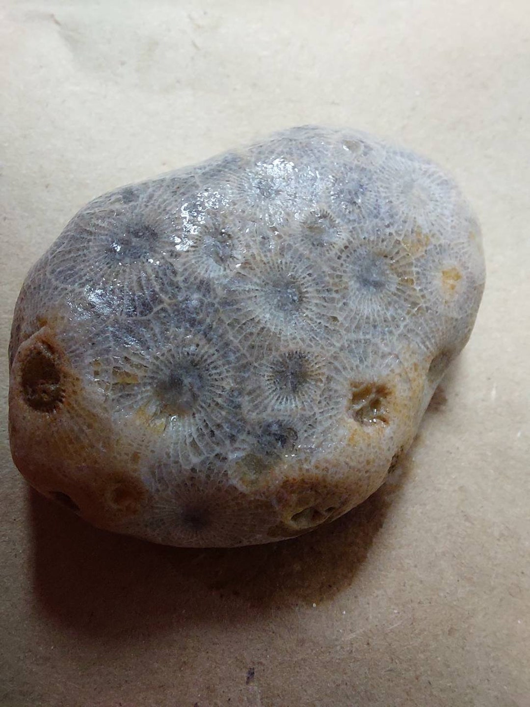 Coral Fossil From SW Lake Huron Etsy