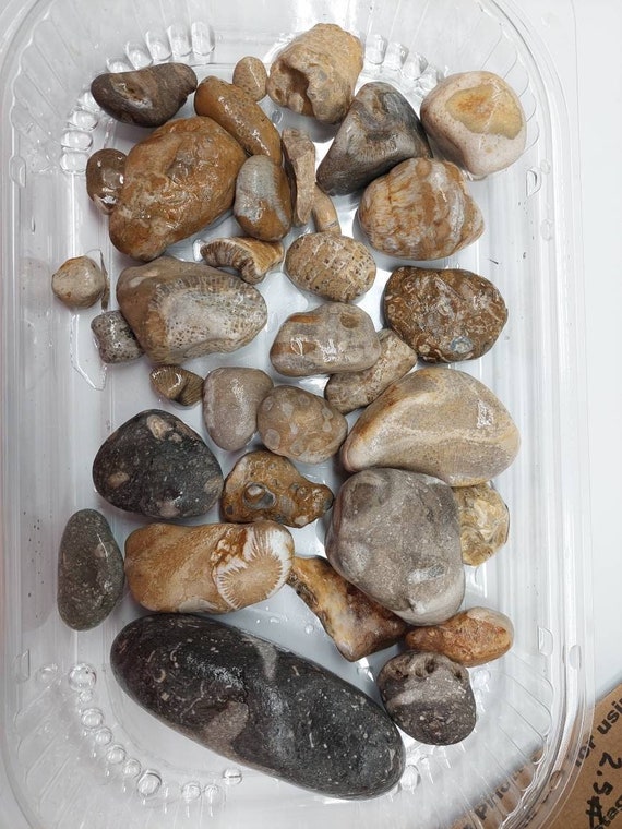 Raw Lake Huron Fossils Various Types and Sizes Etsy