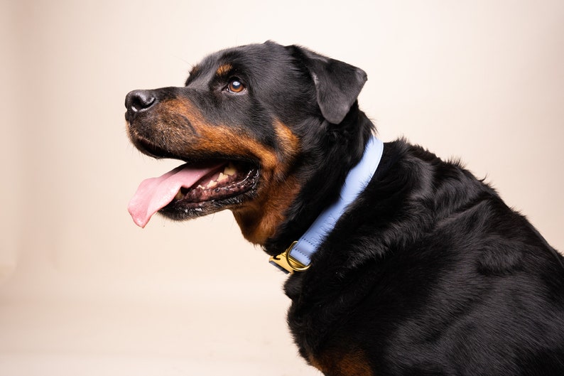 The Original Collar Cloud Blue genuine leather dog/cat collar with quick release metal buckle image 3