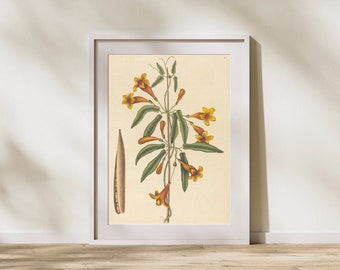 Botanical art | Vintage Gallery Wall | Digital Printable