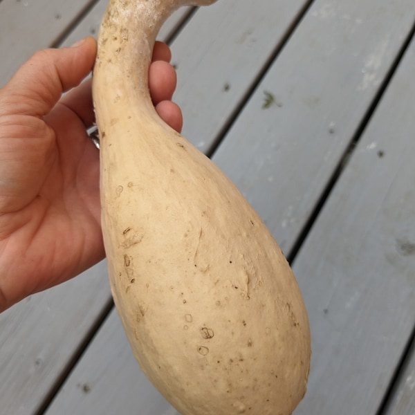 Rattle Gourd with handle Natural Unique Dried-out Gourd from Bull Shoals Lake - Inspiring Canvas for Artists, Decorators, and Collectors