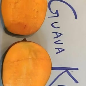 Grafted super Julie mango tree- one of the best mango in the world