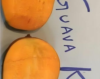 Grafted super Julie mango tree- one of the best mango in the world, mature 3 foot tall tree ready to fruit
