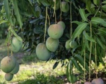 Grafted Venus mango tree, new variety from Zill, mature 3 foot tall tree ready to fruit