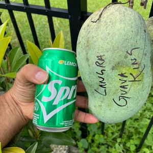 Indian Pakstani mango tree Langra grafted one of the best mangos in the world