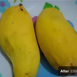 Indian Pakstani mango tree Sindhri mango grafted the best mango in the world