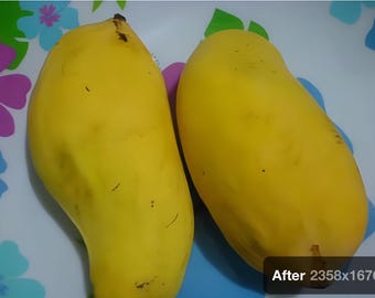 Indian Pakstani mango tree Sindhri mango grafted the best mango in the world, mature tree ready to fruit