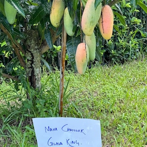 Maha Chanook Thailand mango tree rare variety, Grafted