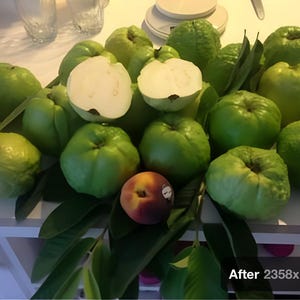 Giant Indian Sweet White Guava tree extremely rare fruit weighs 2 pounds
