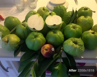 Giant Indian Sweet White Guava tree extremely rare fruit weighs 2 pounds