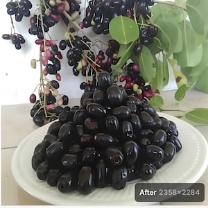 Indian fruit Jamun berry tree 2 years old tree ready to fruit