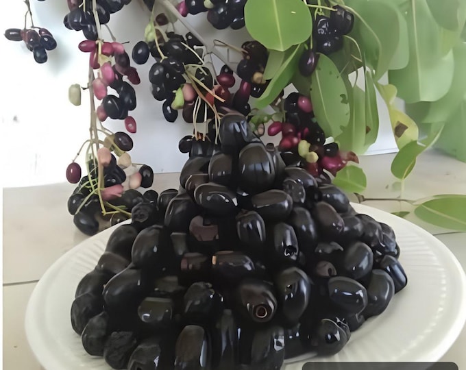 Java Plum | Large Jamun Plant(2-3ft) in One Gal Pot , Syzygium Cumini ...