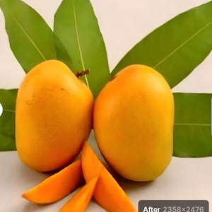 Indian mango Kesar tree grafted one of the best mango in the world