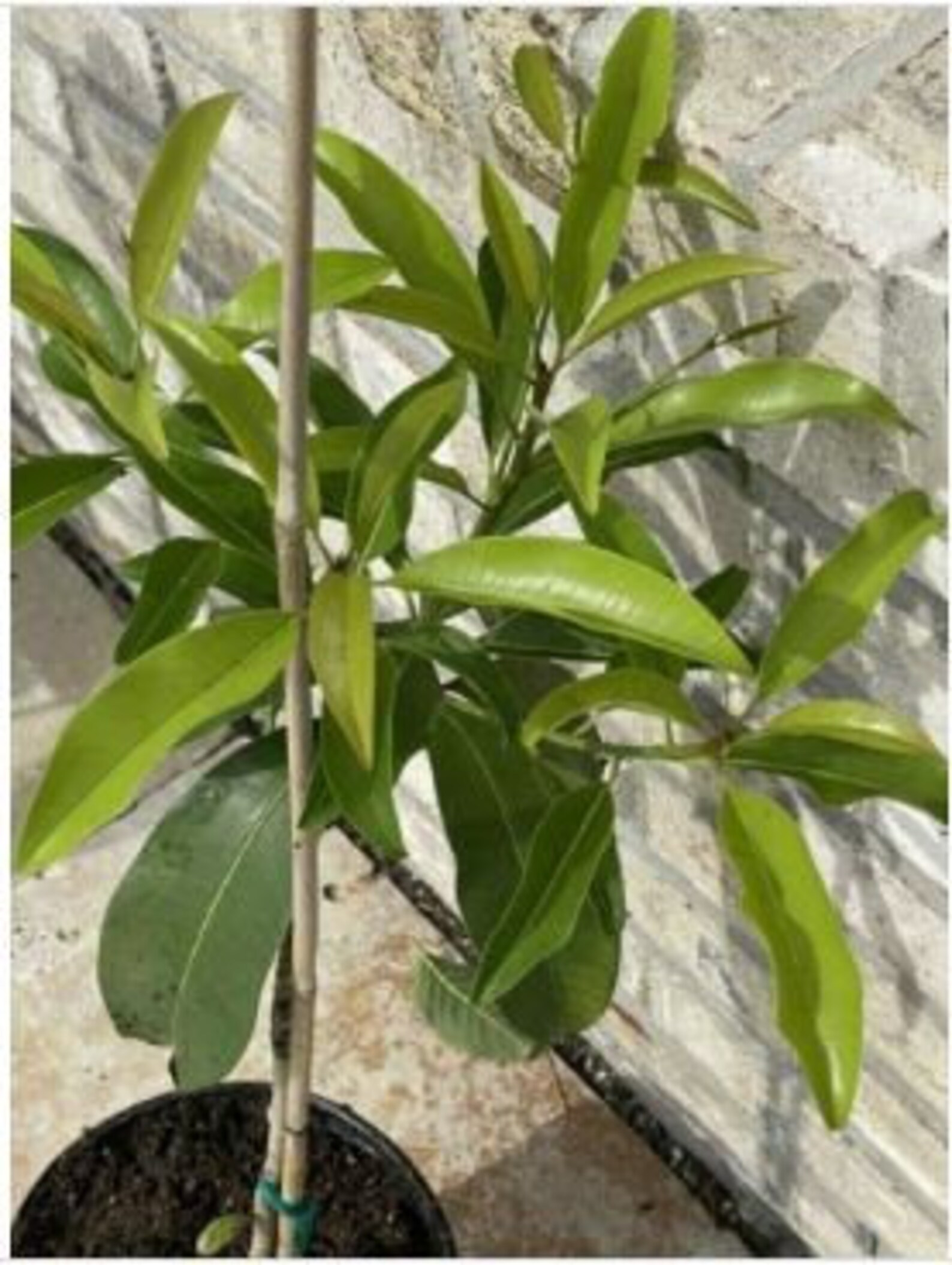 Butterscotch Chiku or Sapodilla Grafted Tree Best Sapodellia in the ...